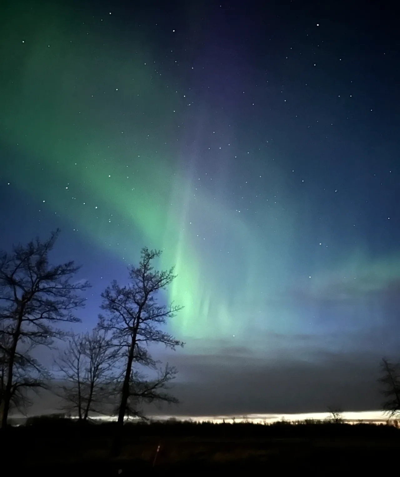 Grünes Polarlicht über Bäumen bei Nacht