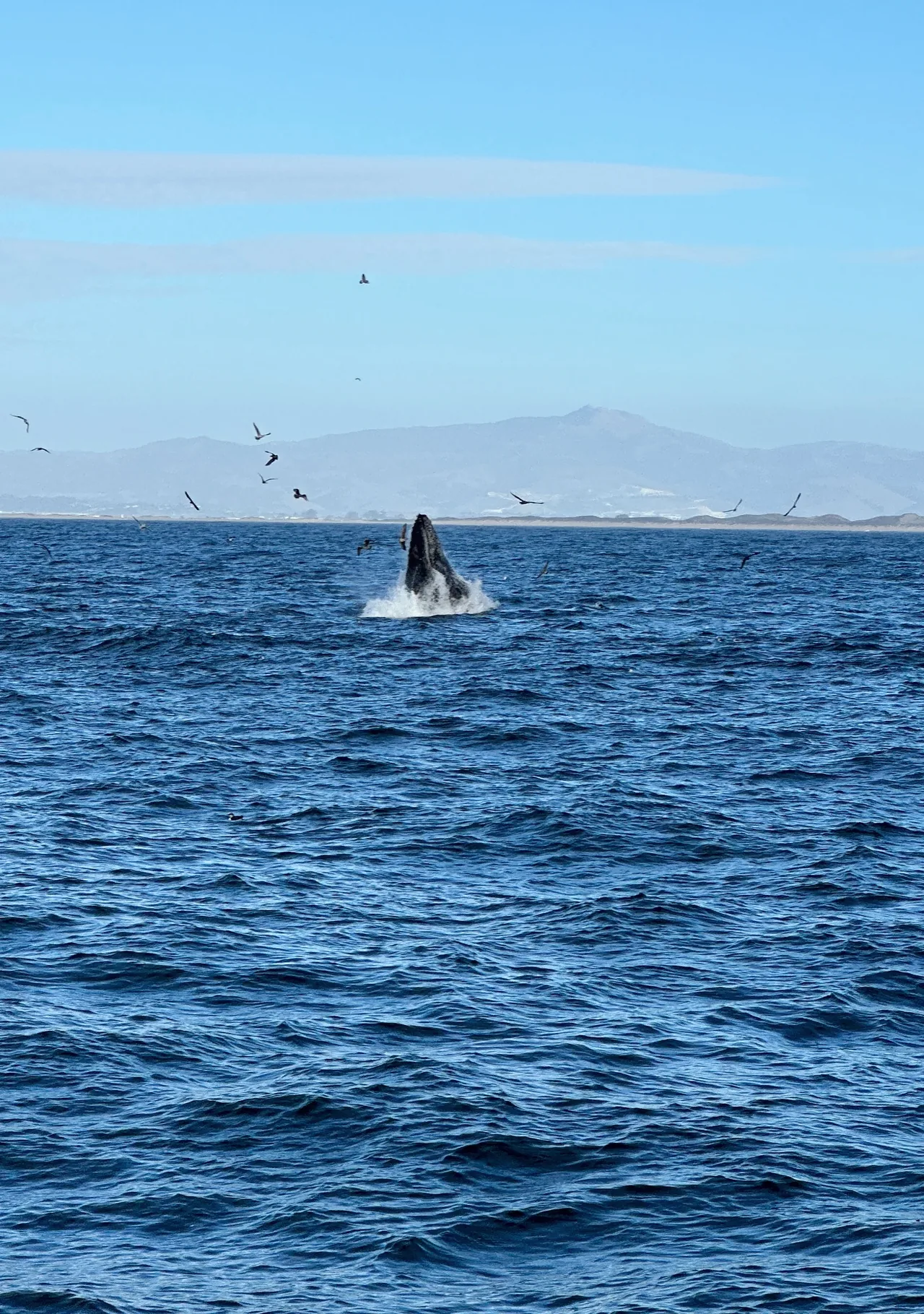 Ein Wal springt beim Whale Watching aus dem Pazifik